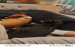 Jack Russell dogs for sale: 2 x Beautiful Jack Russells  - Image 3