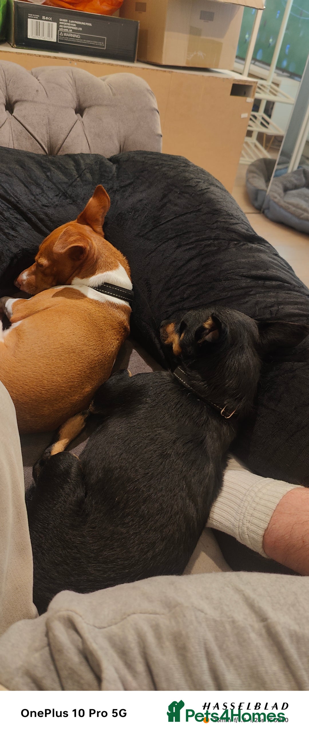 Jack Russell dogs for sale: 2 x Beautiful Jack Russells  - Image 3