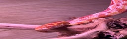 Corn Snake reptiles for sale: Female corn snake - Advert 1