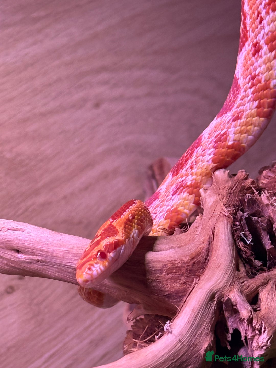 Corn Snake reptiles for sale: Female corn snake - Advert 1