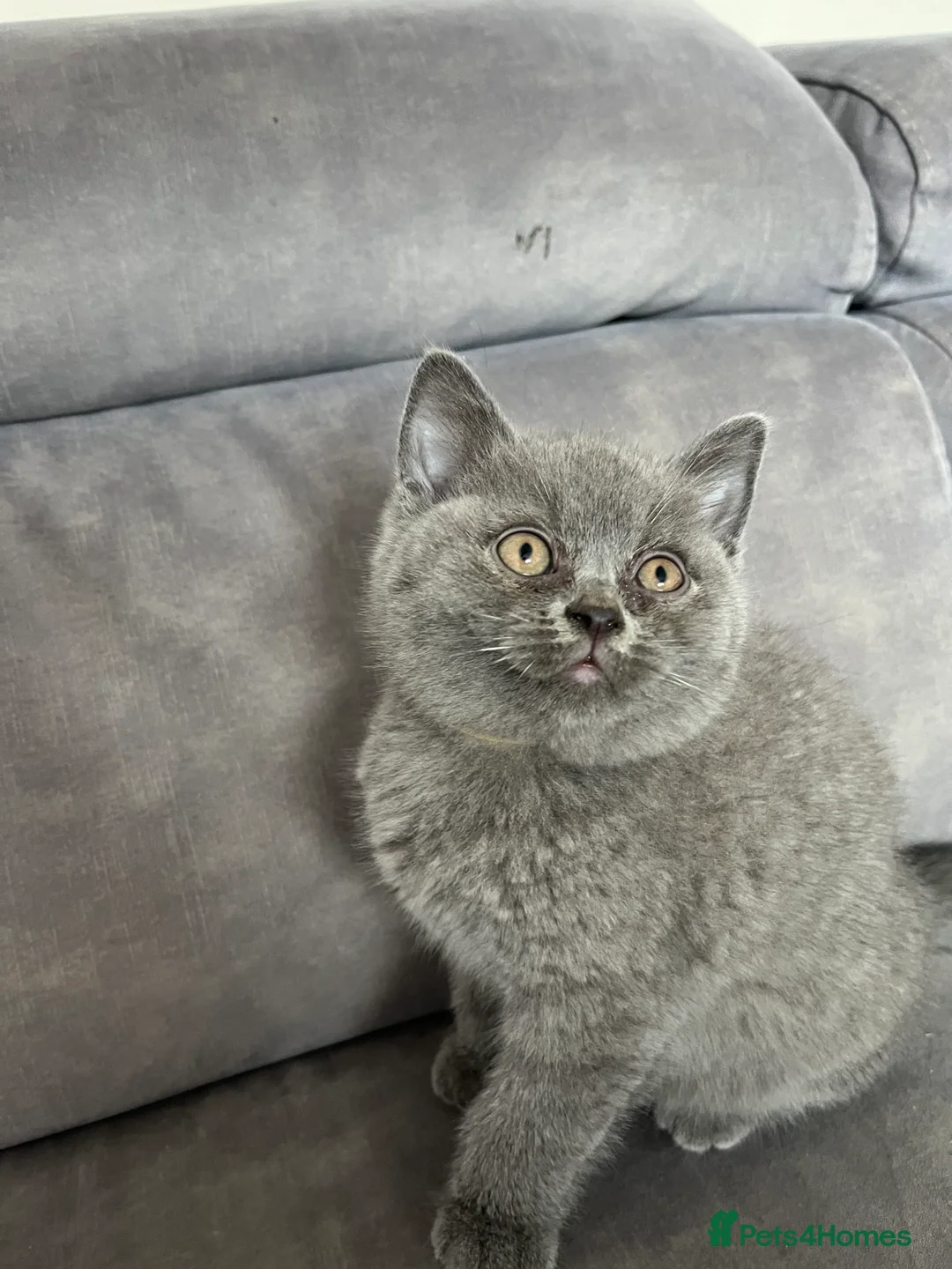 British Shorthair cats for sale: Lovely british shorthair kittens  - Advert 9