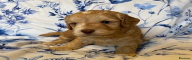 Teddy