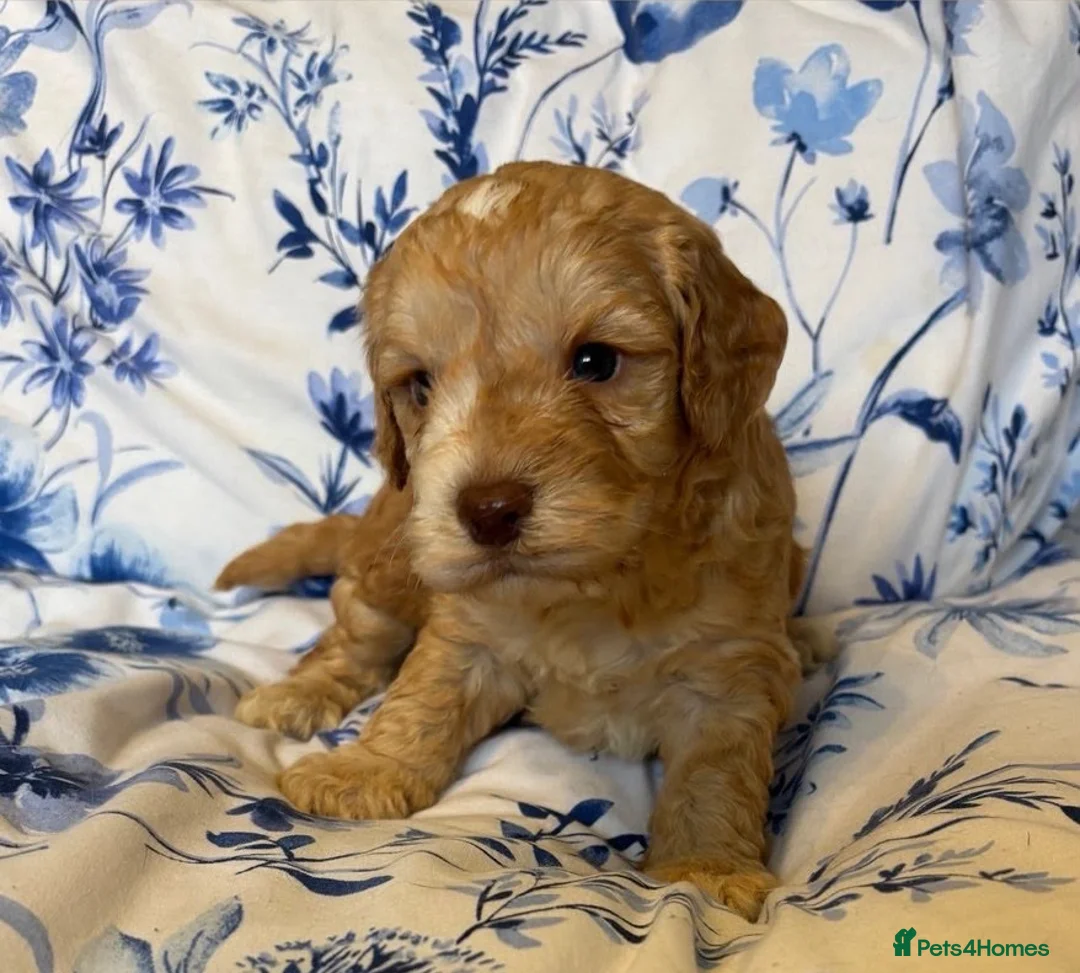 Cavapoo dogs for sale: Beautiful Cavapoo Puppies Looking for Loving home. - Advert 6