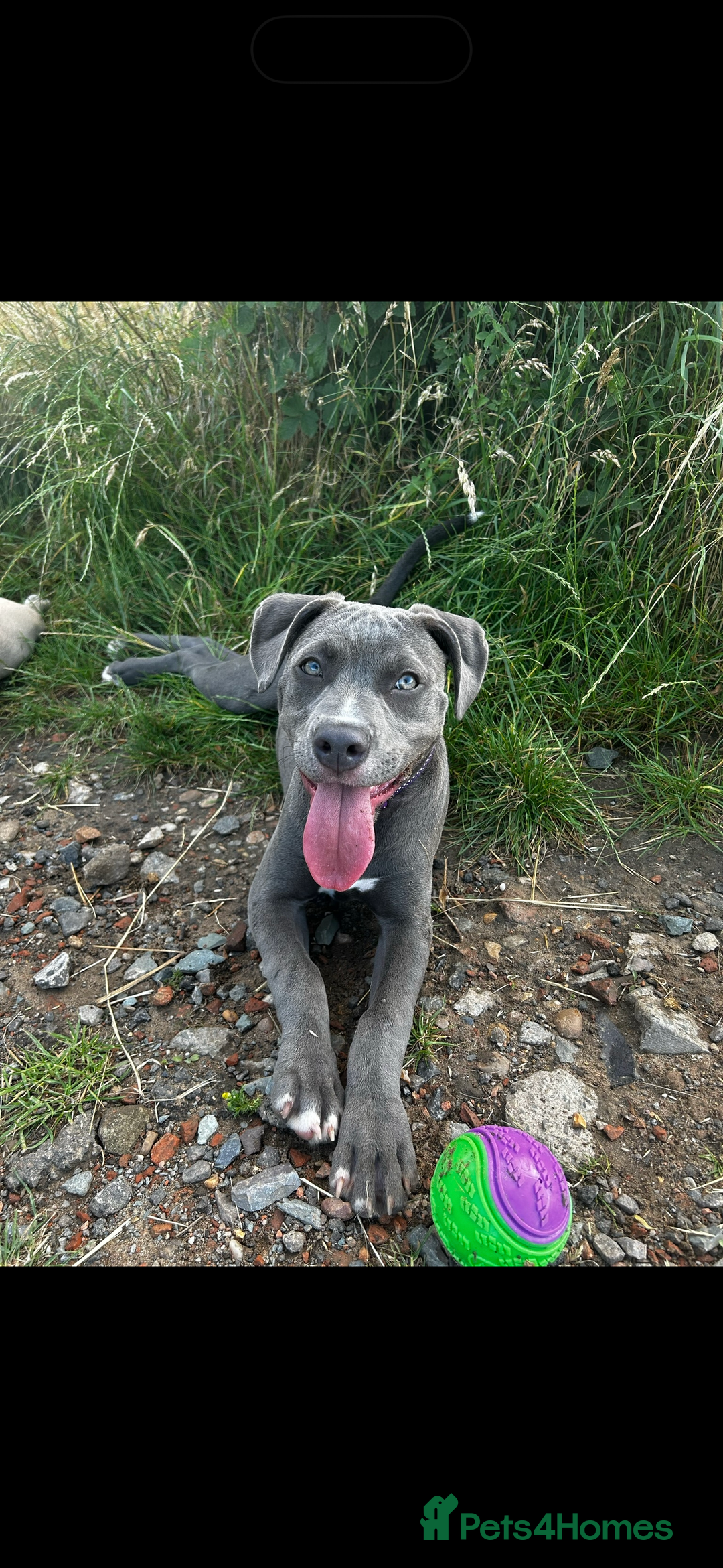 American Bull Staffy dogs for sale: Mrs Stormi  - Image 4