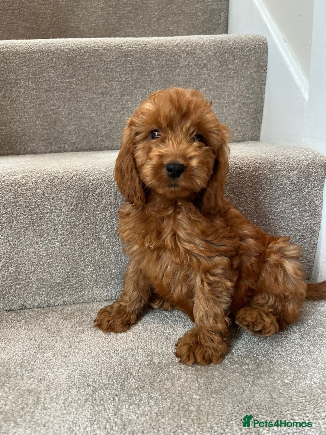 Cockapoo dogs for sale: Cockapoo Puppies Ready Now  - Advert 7