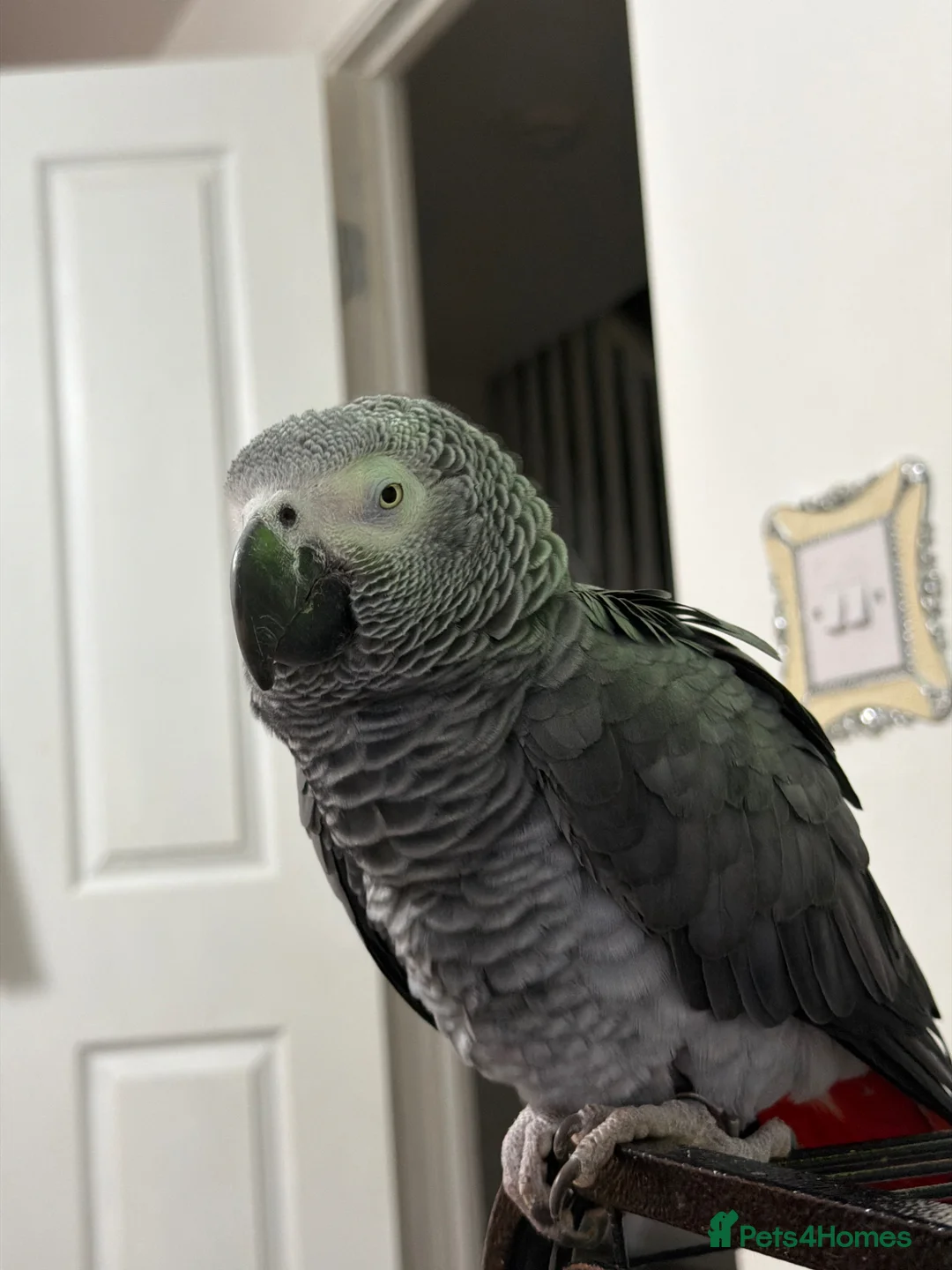 Parrots birds for sale: African gray - Advert 2