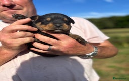 Rottweiler dogs for sale: Chunky Rottweiler puppies for sale  - Image 18
