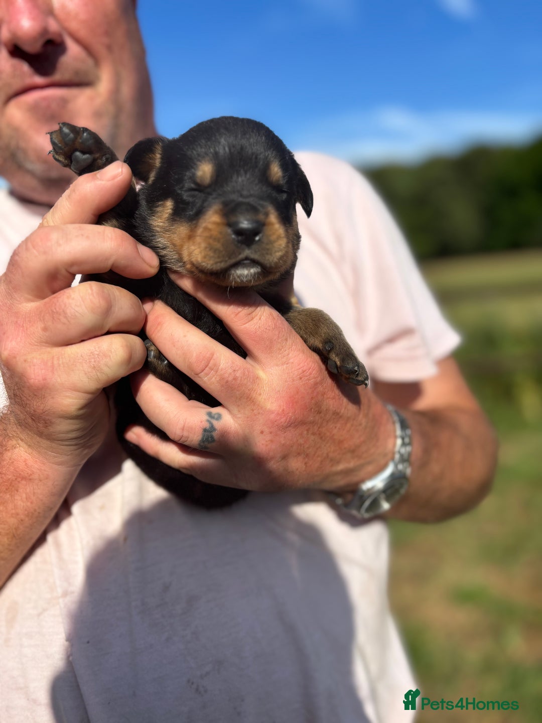 Rottweiler dogs for sale: Chunky Rottweiler puppies for sale  - Image 18