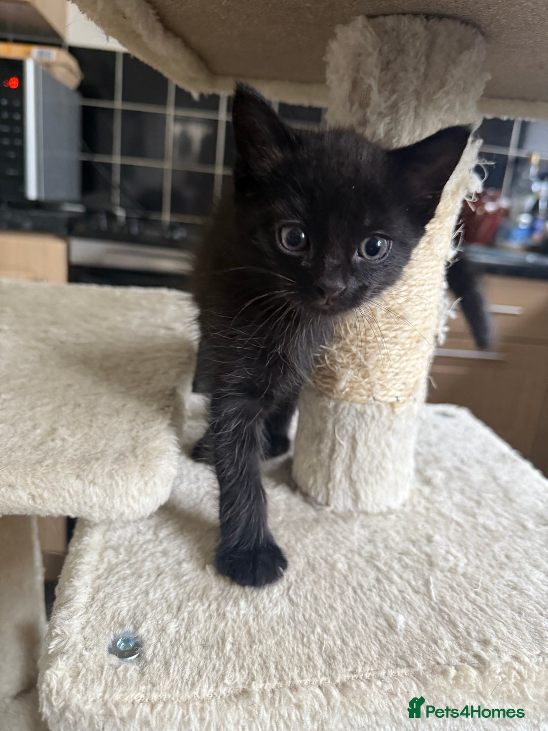 Mixed Breed cats for sale: available: one ginger boy and three girls - Image 5