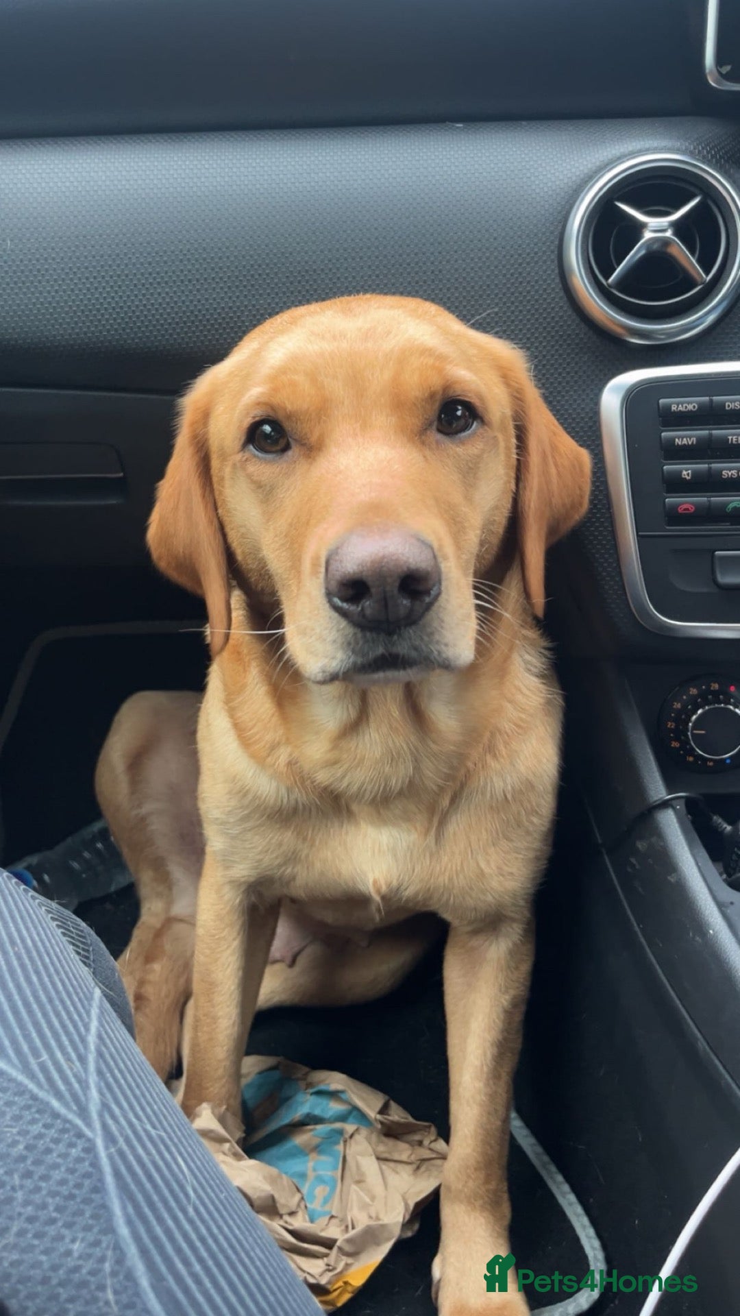 Labrador Retriever dogs Golden lab  puppy for sale  - Advert 2