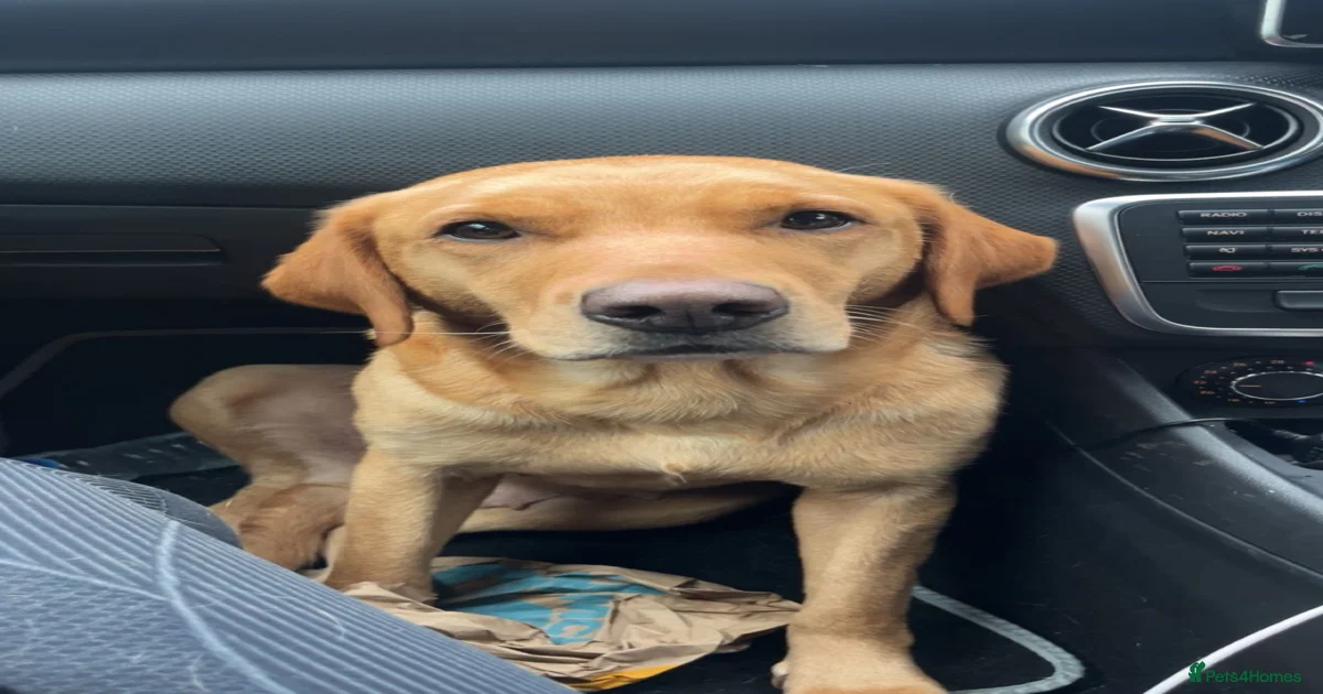 Puppies for sale in Devon | Pets4Homes