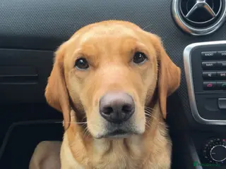 Labrador Retriever dogs Golden lab puppy for sale - Advert 3