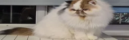 Persian cats for sale: Persian Cats Looking for Forever Loving Home - Advert 11
