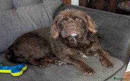 Mixed Breed dogs for sale: Gorgeous 1 year old cross English bull dog poodle. - Image 3