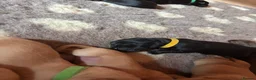 Labrador Retriever dogs for sale: Labrador Puppies For Sale! - Advert 22