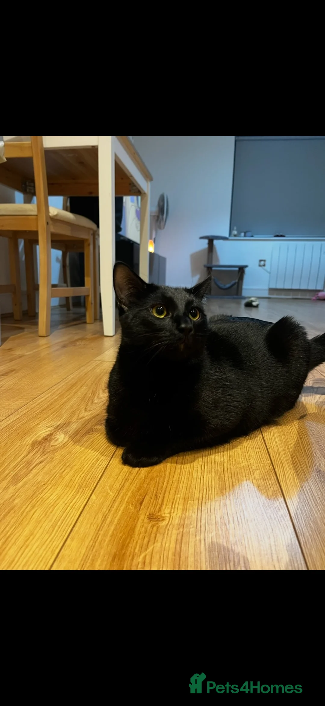 Mixed Breed cats for sale: Blaze - read description  in Fleet - Advert 2