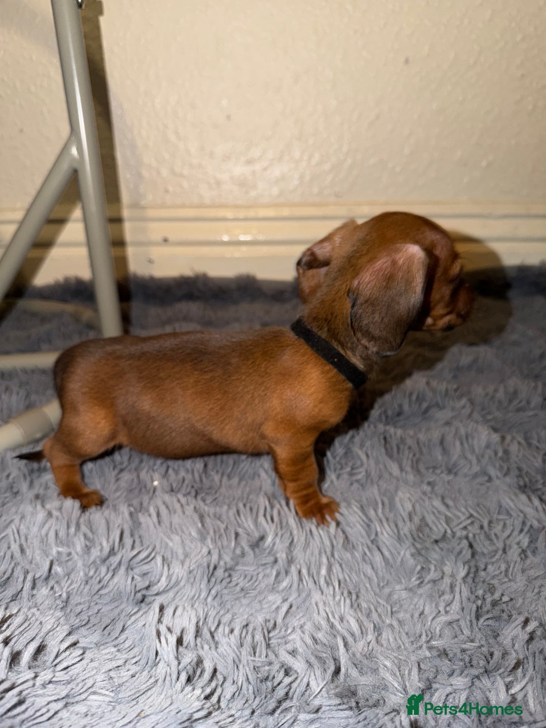 Dachshund dogs for sale: Dachshund Puppies Available 🐾 - Advert 24