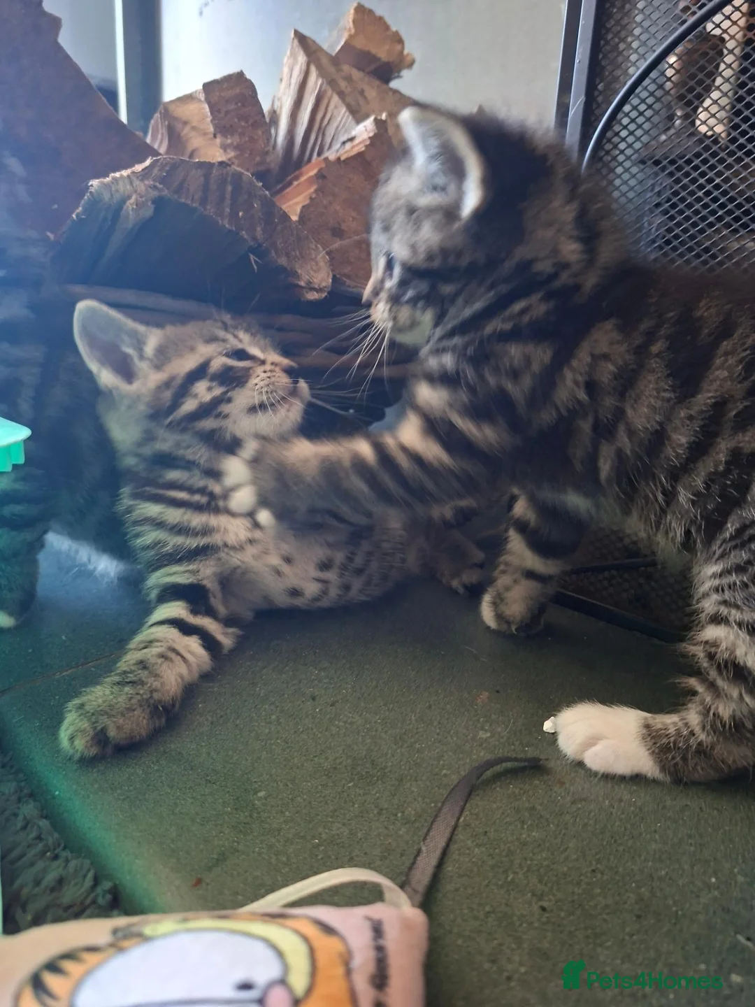 Domestic Shorthair cats for sale: Kittens for sale - Advert 6