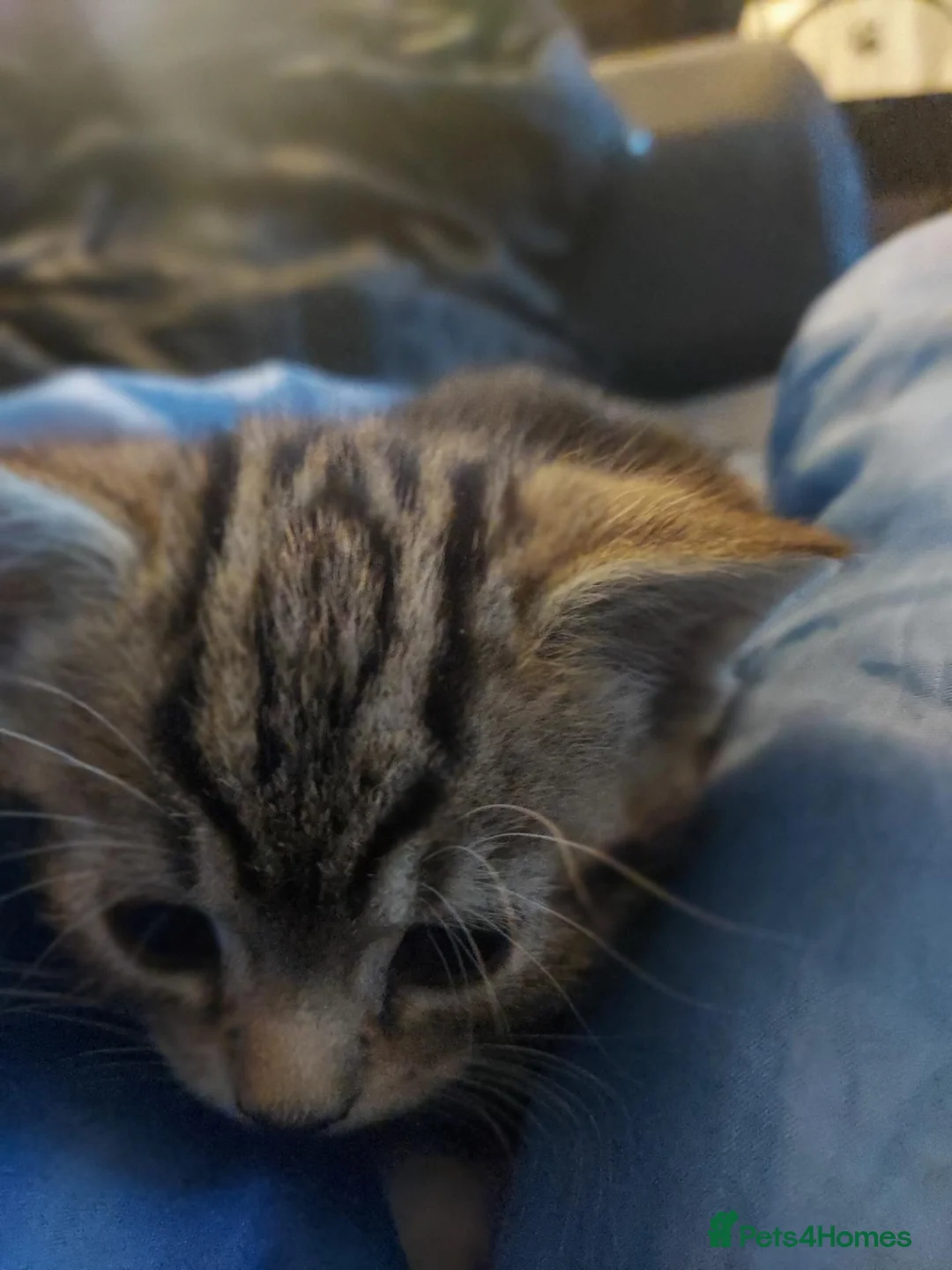 Bengal cats for sale: Bengal kittens for sale in Sale - Advert 1