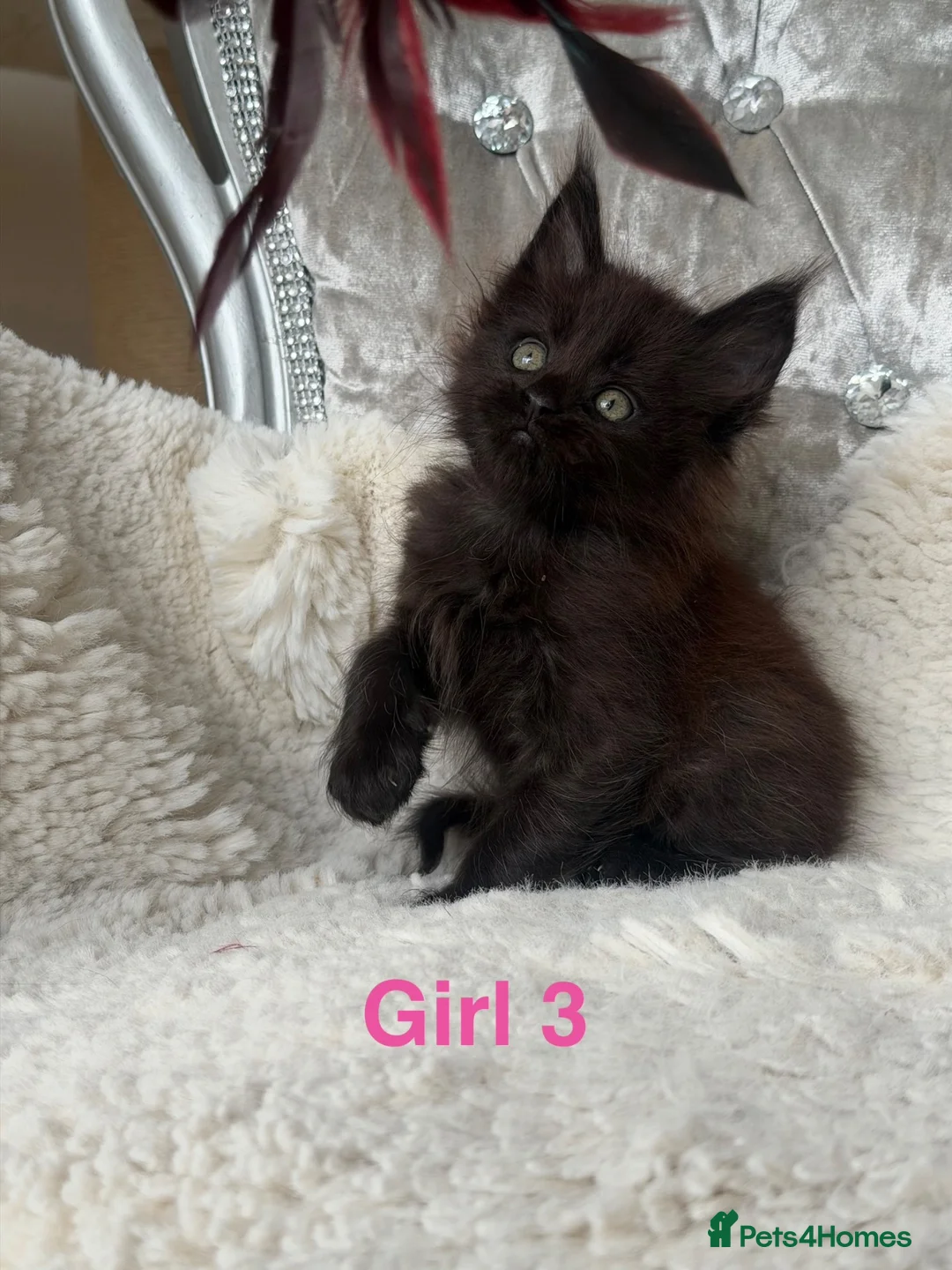 Maine Coon cats for sale: ONLY 2 LEFT SHOW QUALITY MAINE COON KITTENS - Advert 31