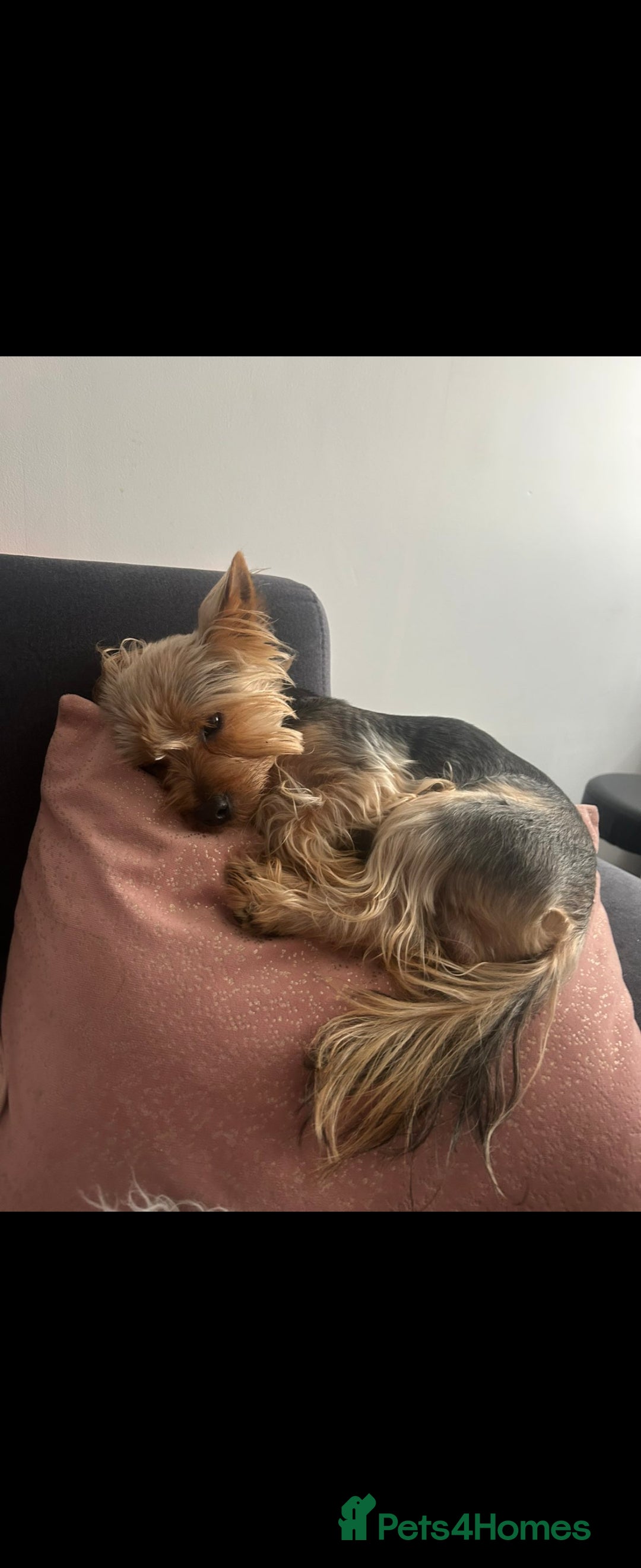 Yorkshire Terrier dogs for sale: Armani REHOME  - Advert 2