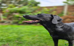 Labrador Retriever dogs for sale: Highly Trained Labrador  - Image 2