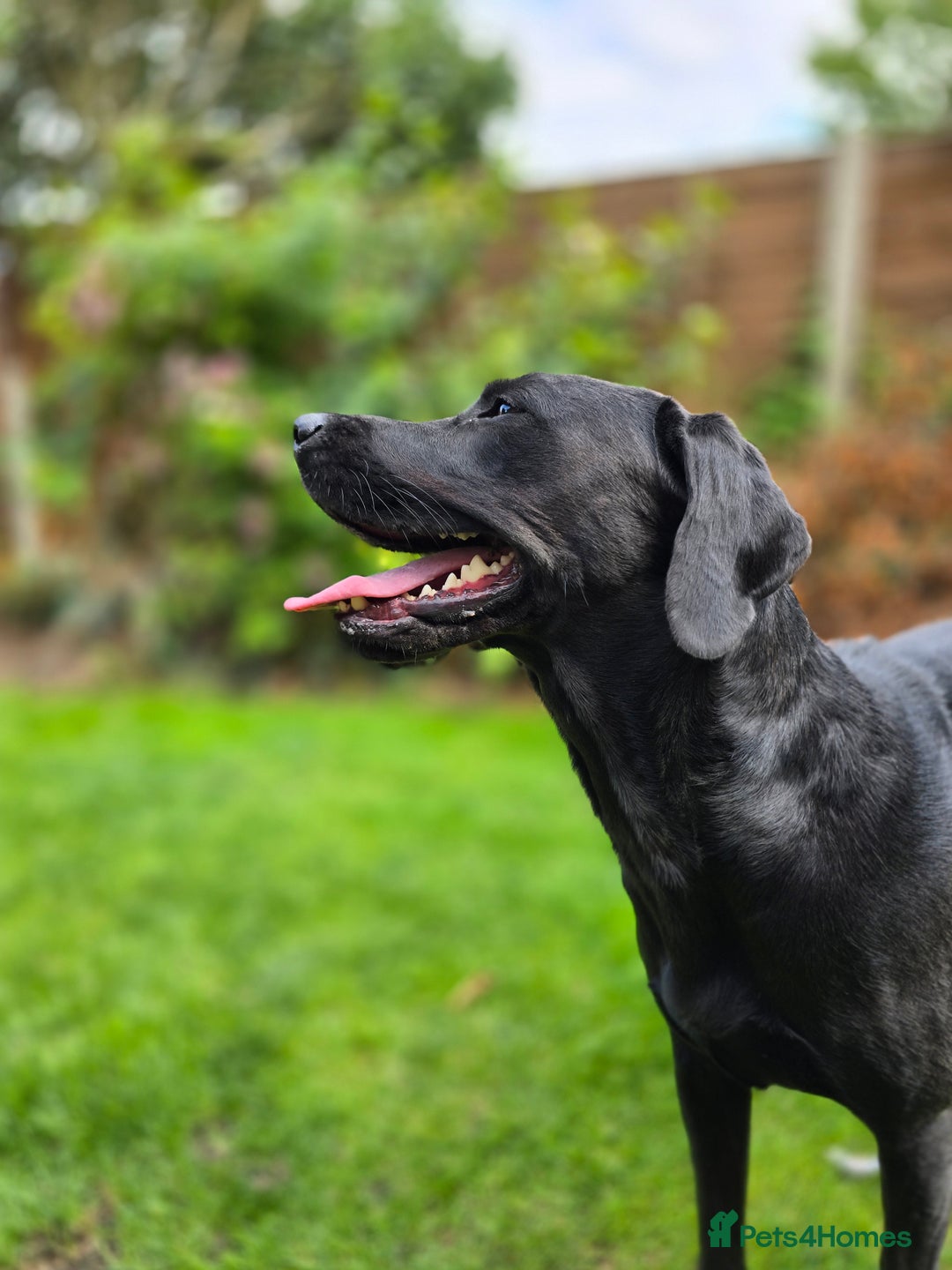 Labrador Retriever dogs for sale: Highly Trained Labrador  - Image 2