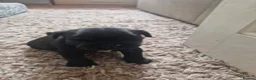 Pug dogs for sale: 3 Female Pug Puppies in Coventry - Advert 6