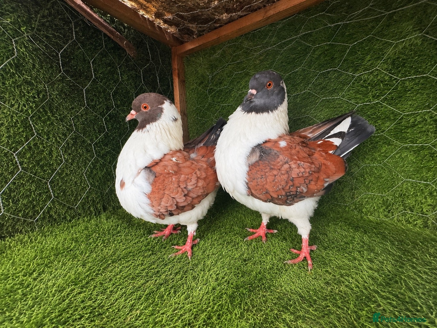 Pigeons birds Beautiful Quality Pigeons Healthy & Well Cared For - Advert 1