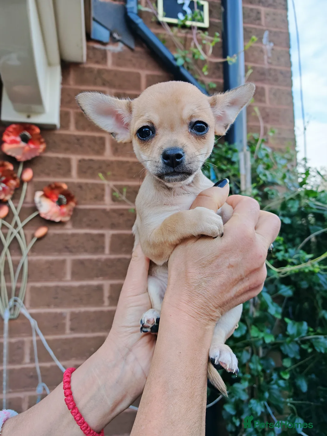 Chihuahua dogs for sale: Chihuahua full breed puppys - Advert 1