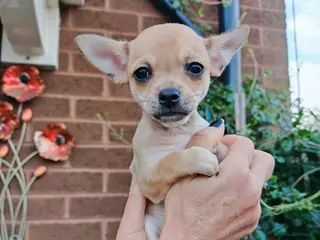 Chihuahua dogs Chihuahua full breed puppys - Advert 1