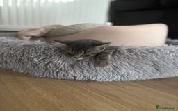 Mixed Breed cats for sale: 4 kittens ready for their new homes  - Image 13