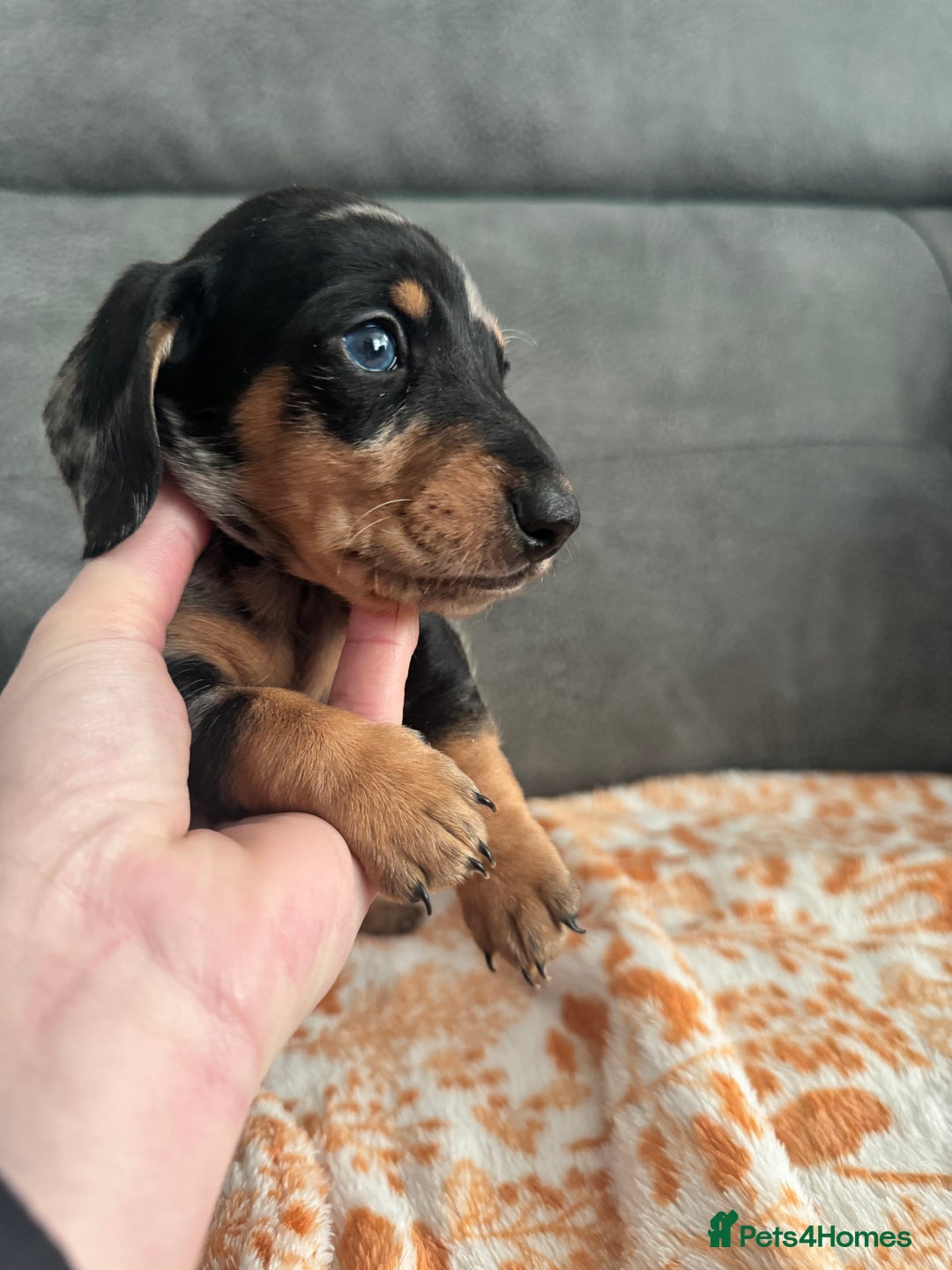 Miniature Dachshund dogs for sale: Male miniature Dachshund  - Advert 8