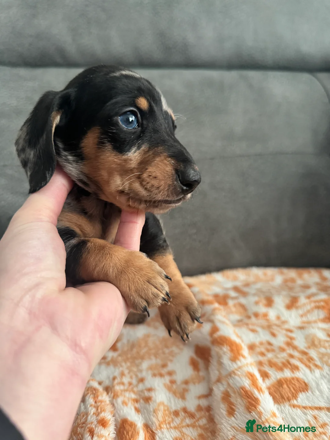 Miniature Dachshund dogs for sale: Male miniature Dachshund  - Advert 6