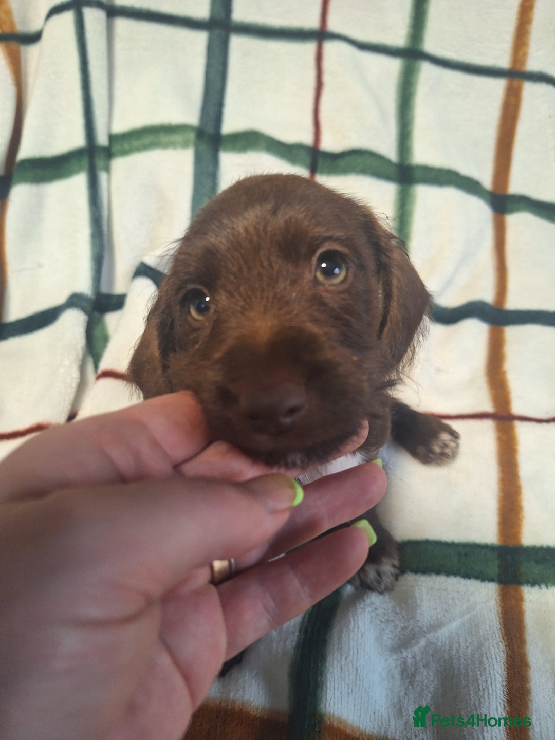 Mixed Breed dogs for sale: Beautiful dachshund mix puppies  - Image 1