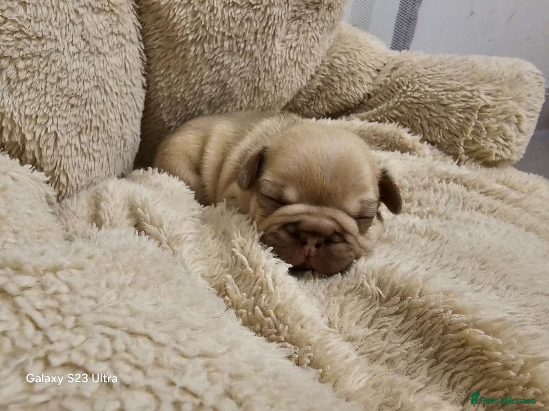 French Bulldog dogs for sale: French bulldog puppys for sale  - Advert 27