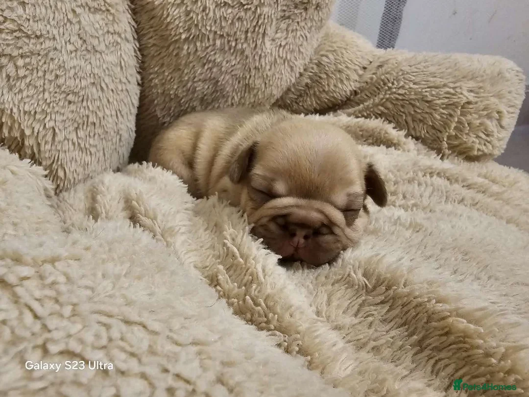 French Bulldog dogs for sale: French bulldog puppys for sale  - Advert 27