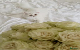 Persian cats for sale: Persian kitten for sale - Image 8