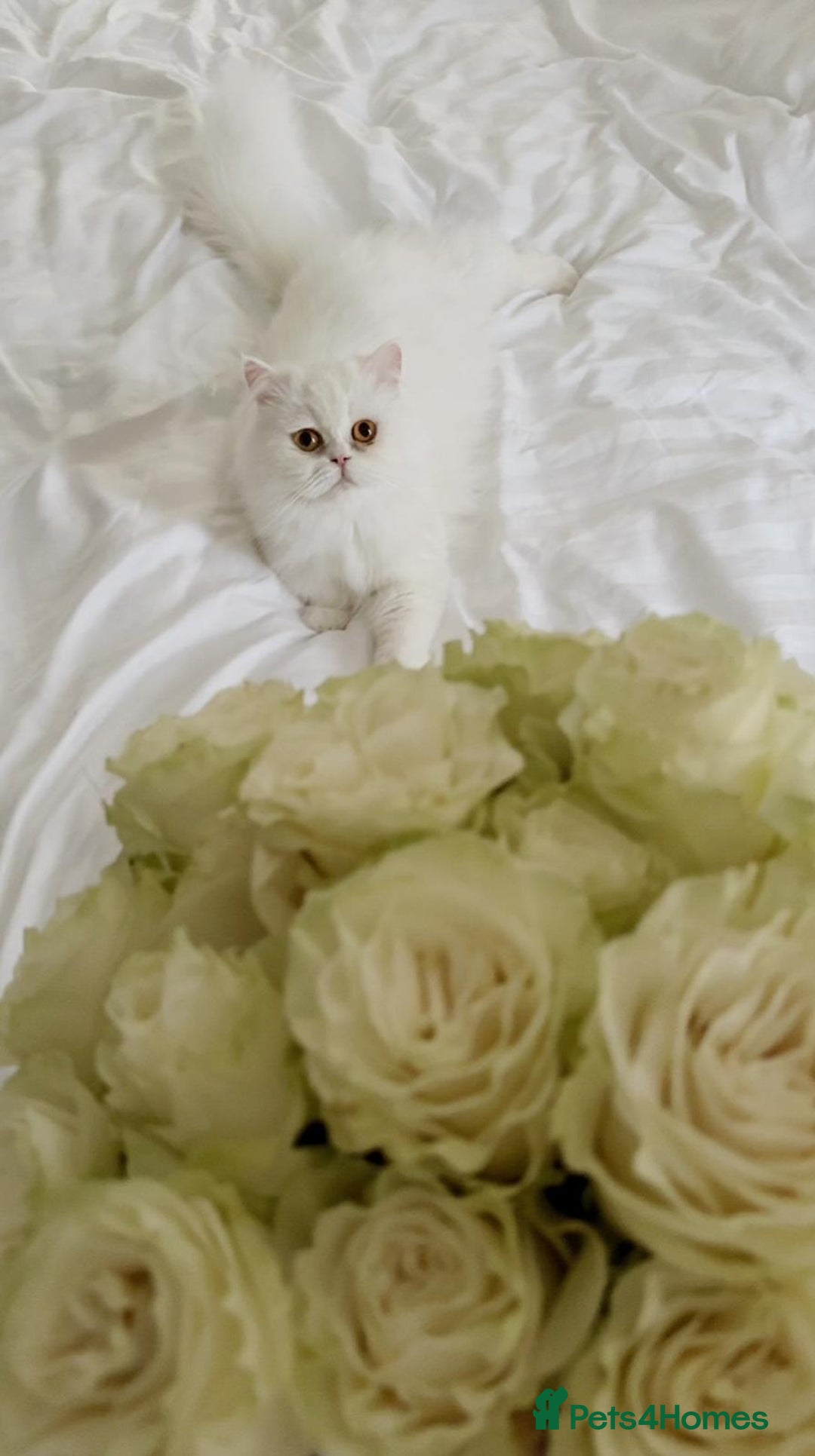 Persian cats for sale: Persian kitten for sale - Image 8