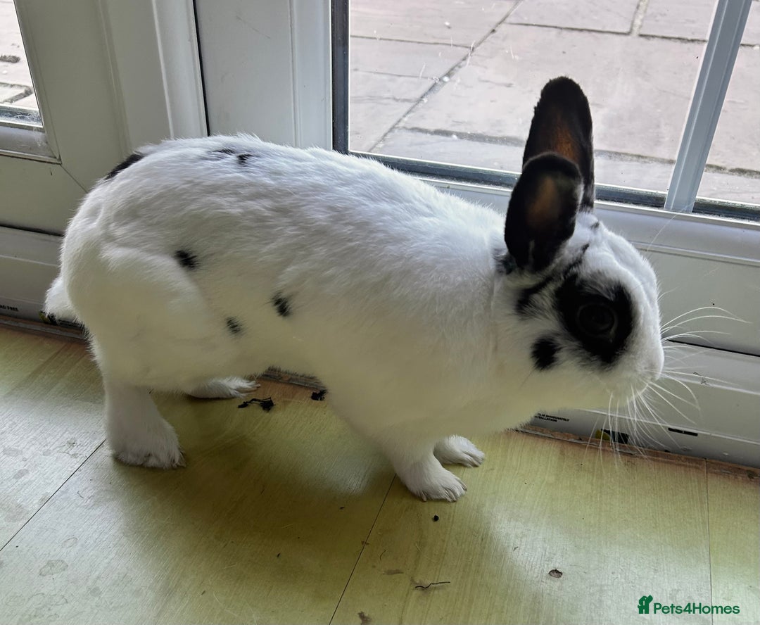 Dutch rabbits for sale: Beautiful bunny seeking forever home  - Image 3