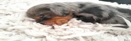 Dachshund dogs for stud: Rolo silver dapple miniature long-haired dachshund - Advert 8