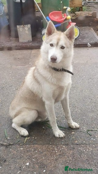 Siberian Husky dogs 1 husky males for stud - Advert 14