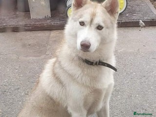 Siberian Husky dogs - Advert 5