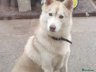 Siberian Husky dogs 1 husky males for stud - Advert 12