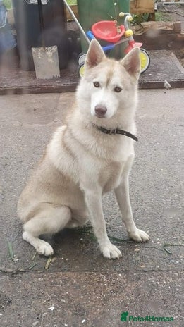 Siberian Husky dogs - Advert 1