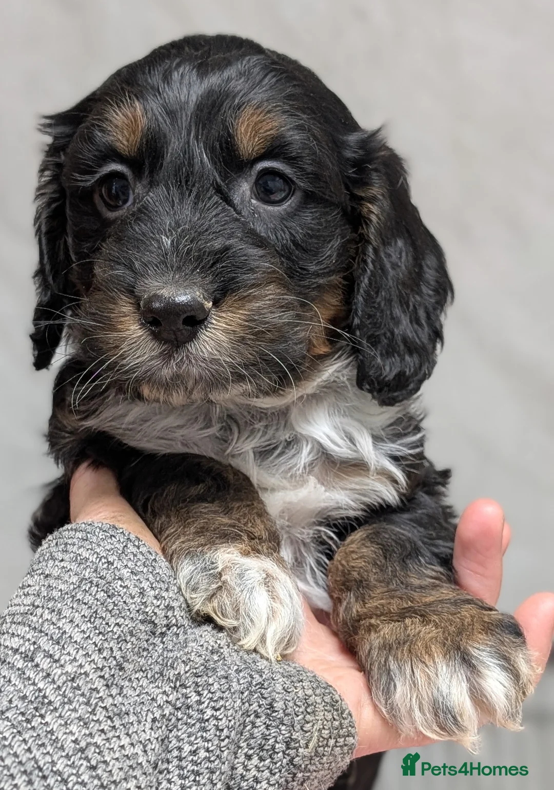Cockapoo dogs for sale: Licensed breeder, health tested F1 cockapoo pups - Advert 23