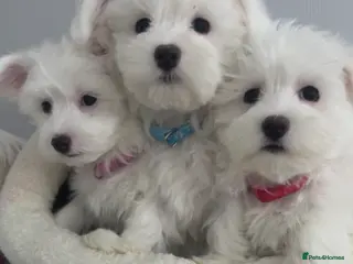 Maltese dogs Exceptional Maltese Puppies - Advert 1