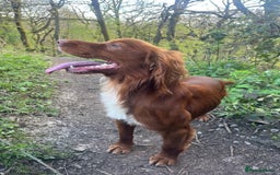 Cocker Spaniel dogs for sale: KC REG Outstanding pedigree Working Cocker Spaniel - Image 17