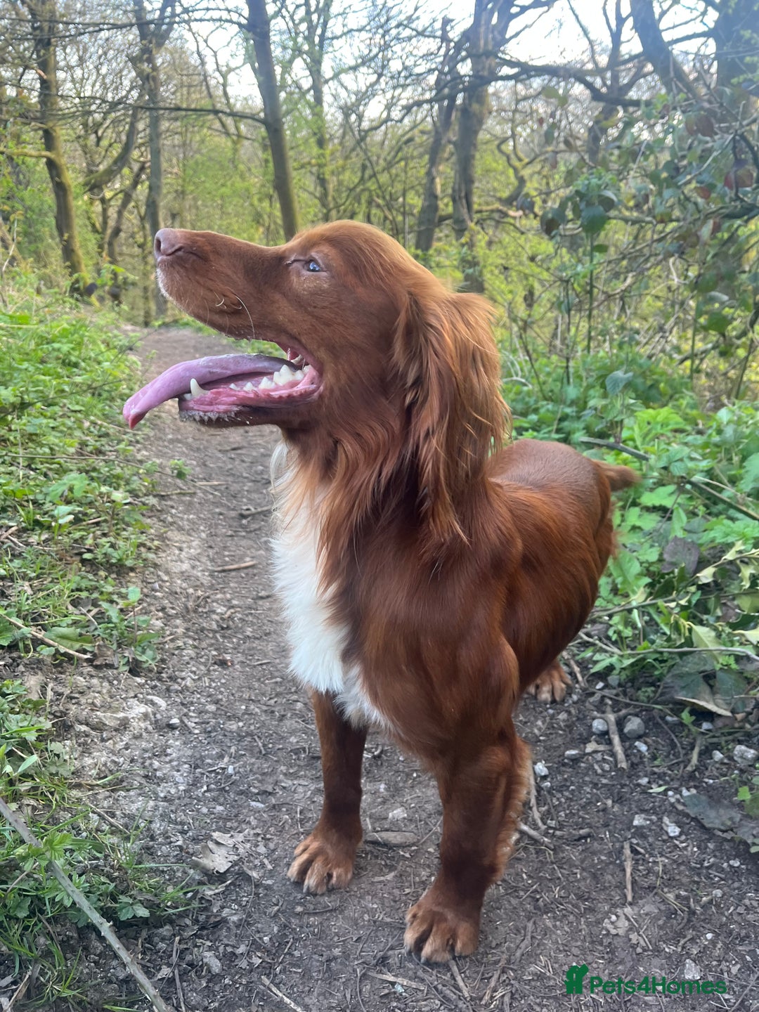 Cocker Spaniel dogs for sale: KC REG Outstanding pedigree Working Cocker Spaniel - Image 17