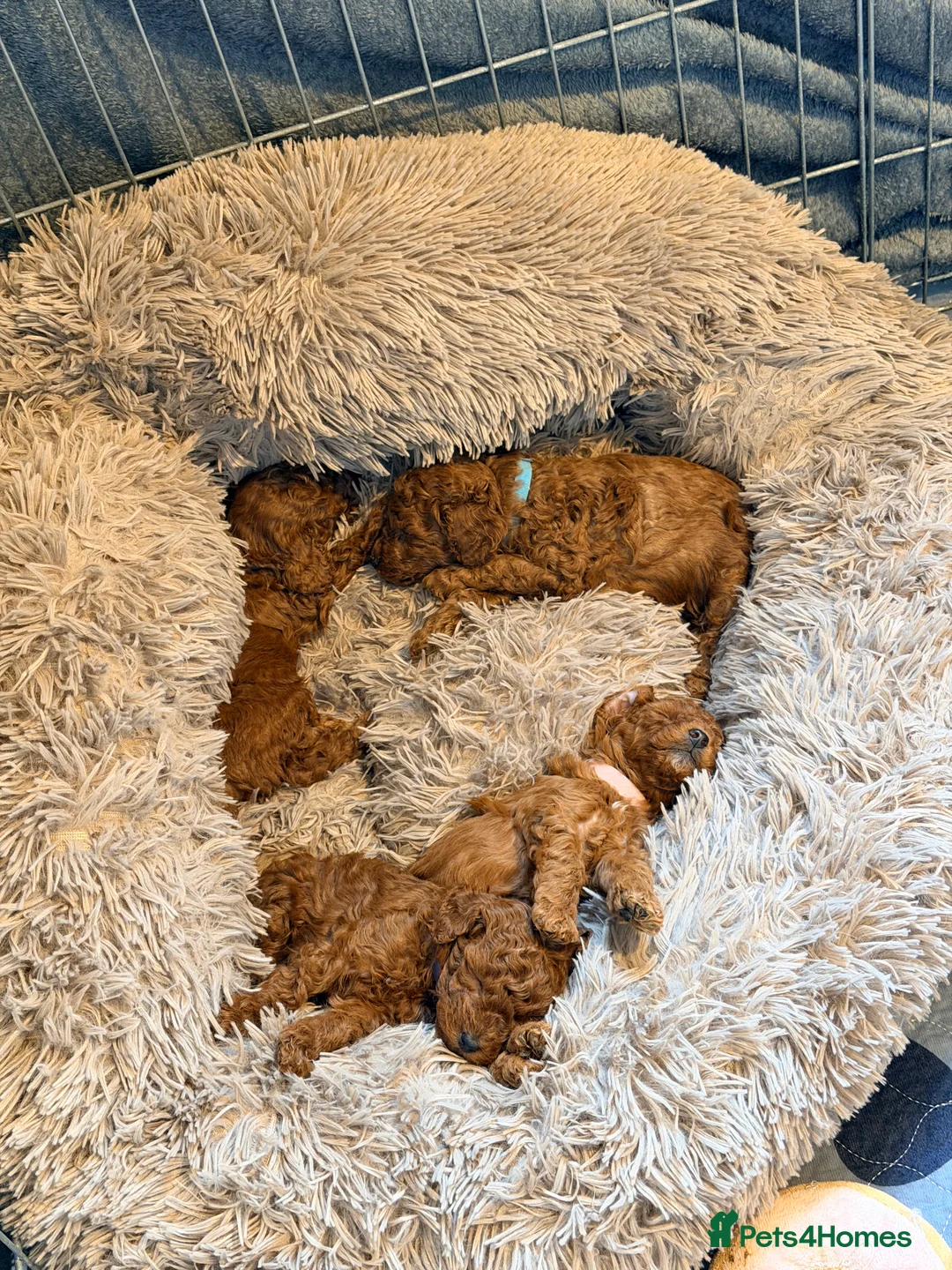 Cavapoo dogs for sale: Fox Red Cavapoo F1B  - Advert 21